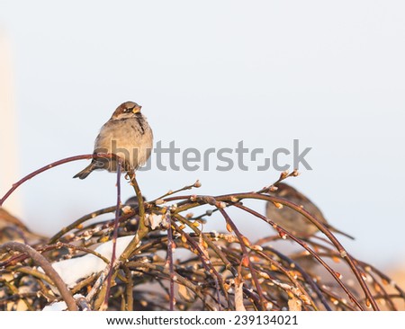 Sparrow bird on the twig in winter
