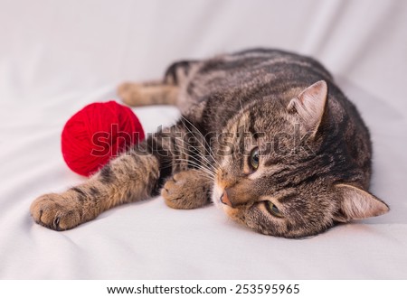 cat playing with ball of red yarn on white background