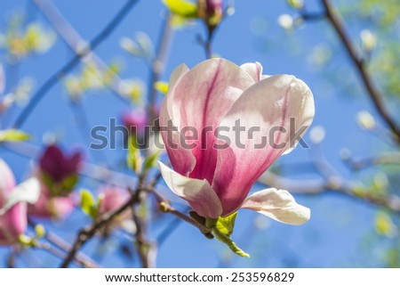 Magnolia flowers. Blooming magnolia tree in the spring