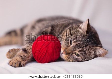 cat playing with ball of red yarn on white background