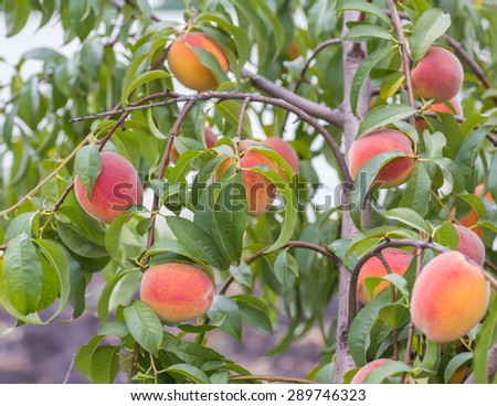 Plum, peach, tree with fruits growing in the garden