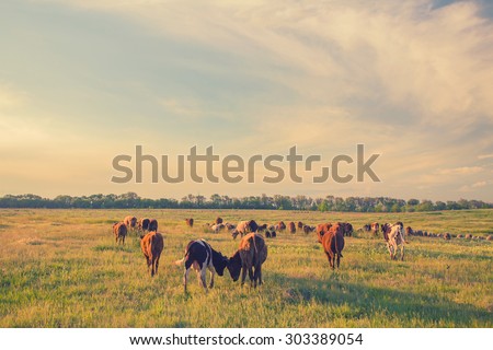 Cows grazing in green meadow. Summer landscape, retro color.