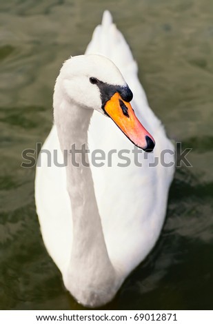 white swan on water with ripples