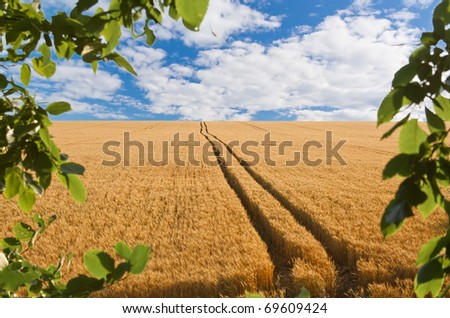 road in field with gold ears of wheat under hole in sky