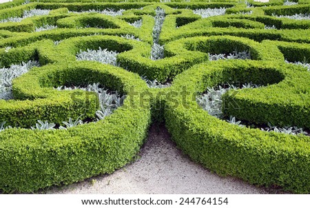 Pattern on the flowerbed of boxwood bushes