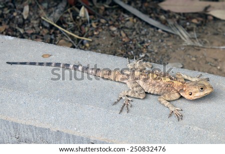 Steppe agama lizard sitting on a stone