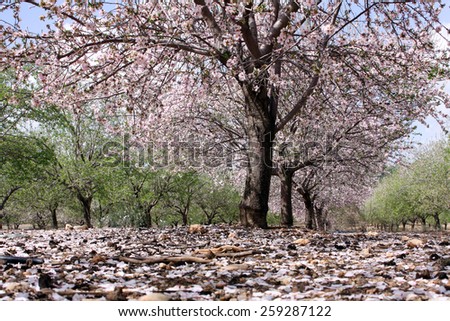 Blooming almond trees in the garden