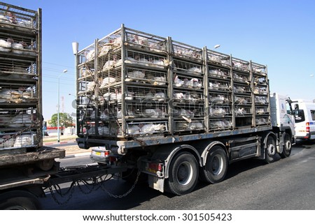 BEER SHEVA, ISRAEL - JUNE 29, 2011: Industrial  transportation of turkeys on a truck in the cells
