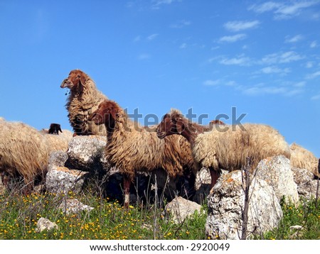 Herd of sheeps on hills in the spring