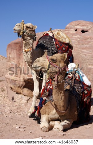 Two camels in a harness against red rocks