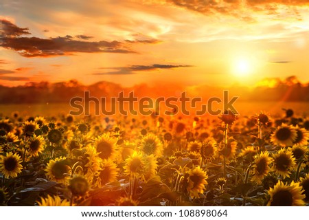 Summer landscape: beauty sunset over sunflowers field