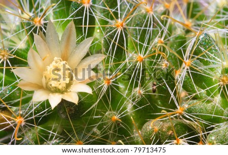 Beautiful light orange flowers of cactus