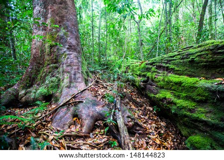 Lush foliage in rain forest in Australia