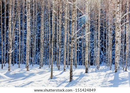 Young birch forest in winter in sunshine