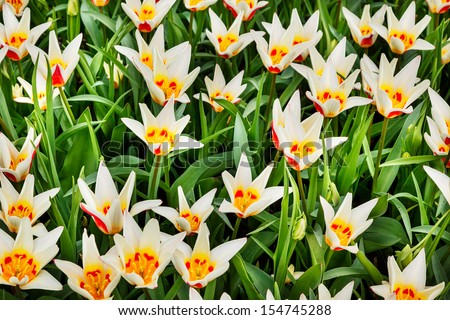 White tulips with yellow and red center on sunny day