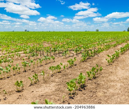 Rows of growing soybean crops under a beautiful blue sky