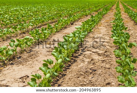 Rows of growing soybean crops
