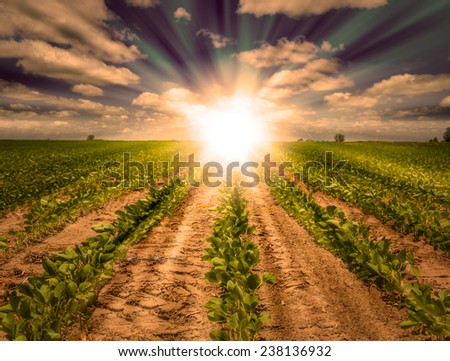 Powerful Sunrise with beams of light on a farm land behind rows of growing soybean crops. Blue Sky with white clouds and golden light. Focus on the front.