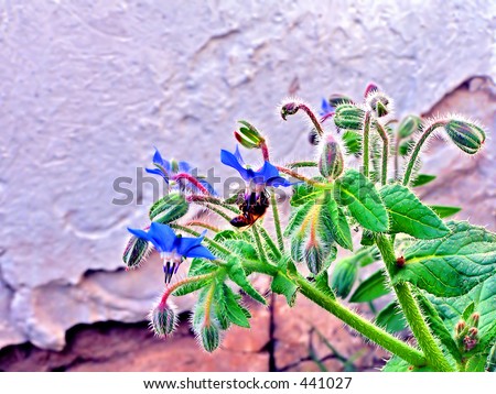 A honey bee extracting pollen from a blue wild flower