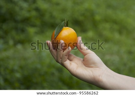orange on tree human hand