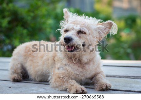 small puddle dog sleep on wood table in garden