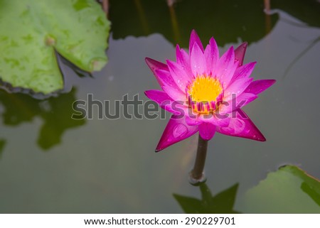 Pink lotus after raining in garden