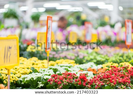 Beautiful arrangement of plants in a flower shop. Flowers for sale at a flower market. Indoor.