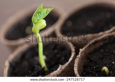 Green sprout growing in the pots, new or start or beginning concept