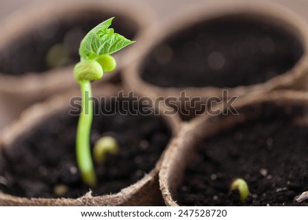 Green sprout growing in the pots, new or start or beginning concept