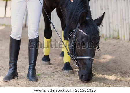 horsewoman jockey in uniform standing with black horse outdoors