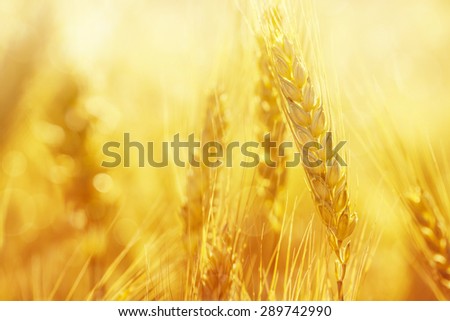 Closeup cropped image of a golden field of wheat