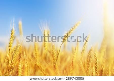 Cropped image of a wheat crop with the sky blurred in the background