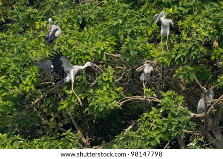 Asian Storks