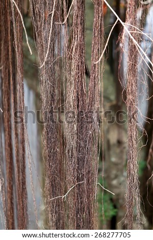 Beautiful roots and creepers plants photographed close-up
