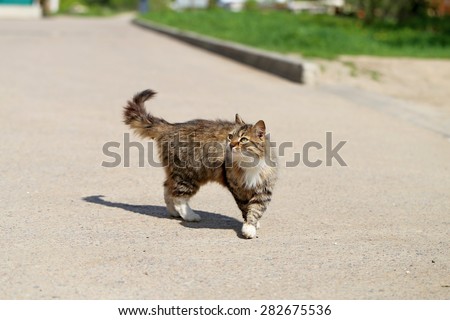 Beautiful cats photographed on the street in summer closeup