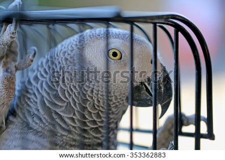 Beautiful parrot in a cage photographed close up on a tree