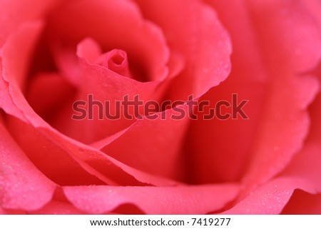 pink rose flower background. stock photo : Pink rose,