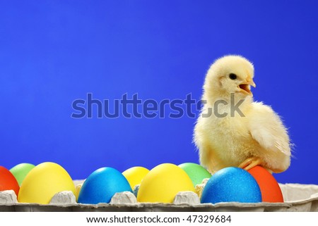 Small chicken and easter eggs, on blue background