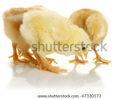 Small chickens, isolated on white background