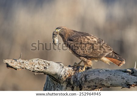 Red-tailed Hawk with a Vole