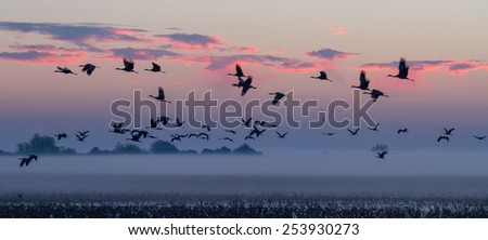 A flock of Sand-hill cranes flying out to gather food at the break of dawn.