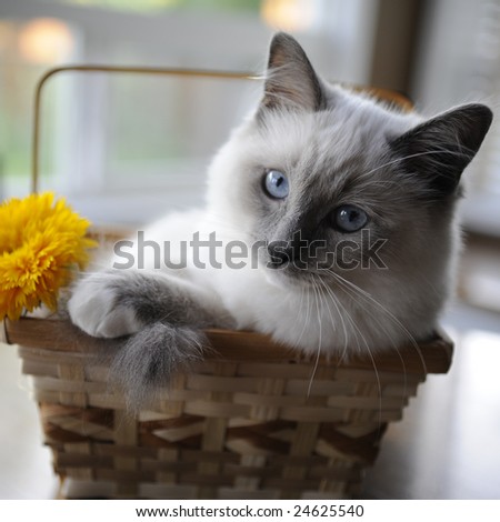Shii-chen found a comfy basket to hang out in (the photographer found the flower).