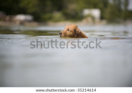 Golden Retriever swims in a lake across the camera frame. A large out of focus area of water is in the bottom of the frame. An out of focus beach is in the background.