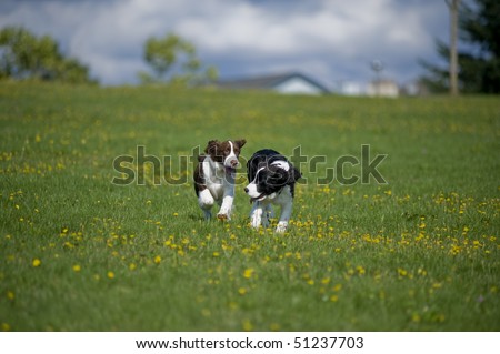 Two springer spaniel puppies run towards the camera in a field of green grass and yellow daisies.