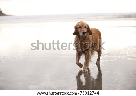 Wet Golden Retriever walks towards camera on a wet sandy beach. The ocean and sky in the background is mostly bright or white.