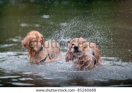 Golden retriever shakes off water while standing in the water. A second golden retriever closes his eyes to avoid the spray.