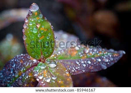 Single leaf in focus stands on top of a group of leaves out of focus. All leaves have large drops of water on them.