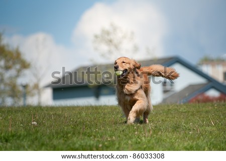 A golden retriever runs in a green grass field carrying a tennis ball in his mouth. Residential homes are out of focus in the background as is a cloudy sky. The moves towards the left of the frame.