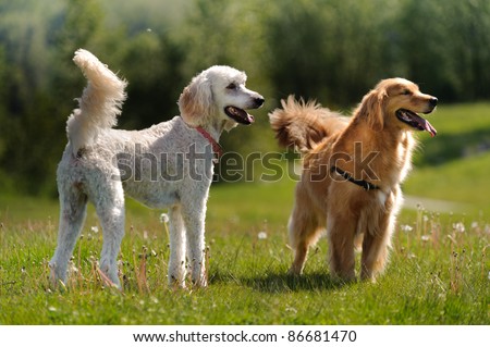 A golden retriever and a golden doodle dog stand in a grass field and look to the right of the camera. There are dandelions growing in the field.