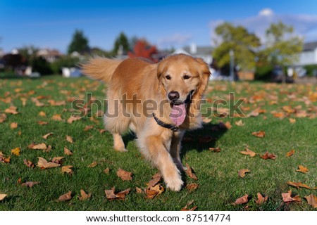 An autumn day in the park. A purebred Golden Retriever walks towards the camera in a field of green grass with fallen maple leaves.